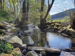 Wasser, Wald, Wiese und Berge vor der Tür